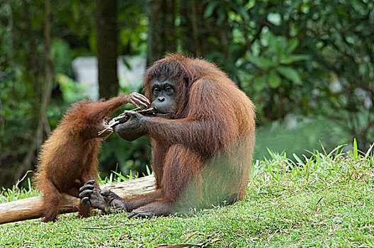 马来西亚,婆罗洲,沙巴,哥达基纳巴卢,野生动植物园,俘获,黑猩猩,成年,互动,幼仔