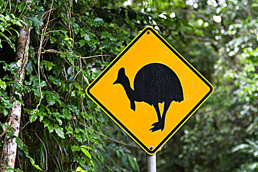食火鸡,签到,雨林,国家公园,北方,昆士兰,澳大利亚