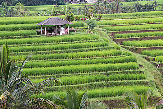 印度尼西亚,巴厘岛,阶梯状,灌溉,稻田
