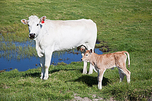 母牛,幼兽,土地