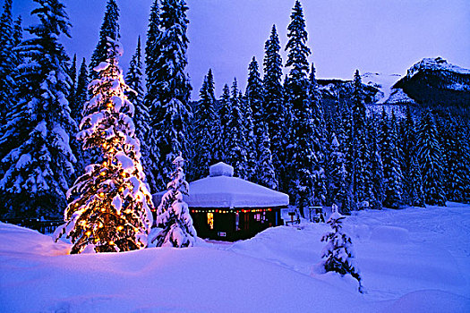树,圣诞灯光,翡翠湖,幽鹤国家公园,不列颠哥伦比亚省,加拿大