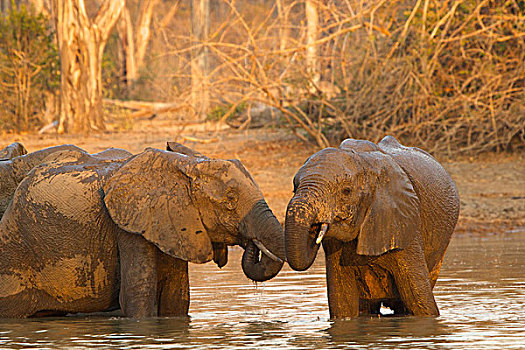 非洲象,浴,水潭,国家公园,津巴布韦