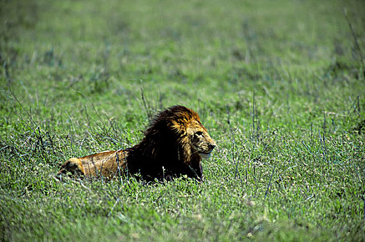 坦桑尼亚,恩戈罗恩戈罗火山口,狮子