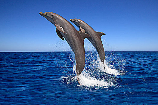 两个,宽吻海豚,海豚,成年,跳跃,室外,海洋,洪都拉斯,加勒比,中美洲,拉丁美洲