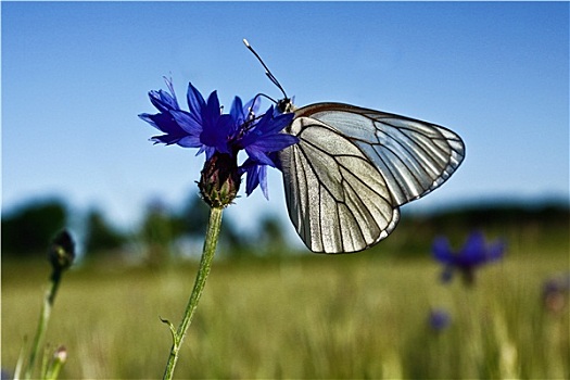 白色,蝴蝶,蓝色背景,花