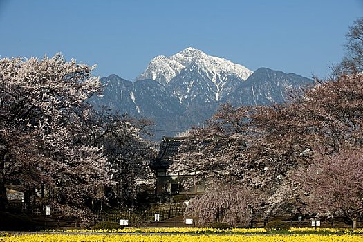 攀升,樱花