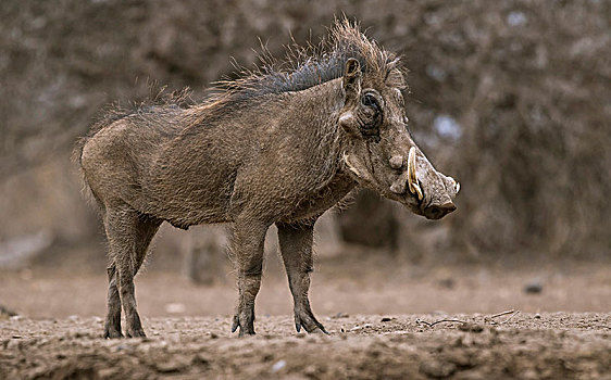 普通,疣猪,马沙图禁猎区,博茨瓦纳,非洲