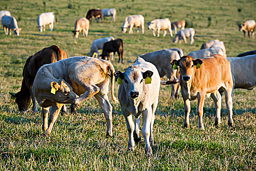 牧群,母牛,夏天,绿色,地点