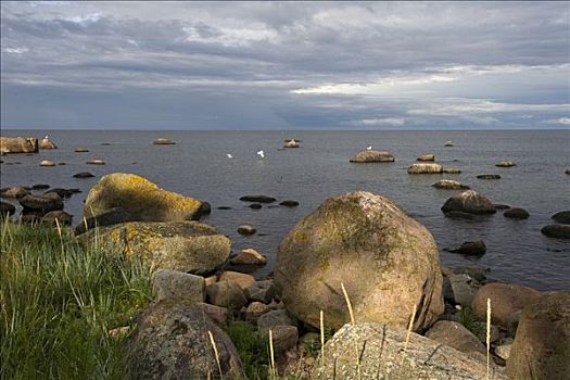 漂石,石头,湾,国家公园,爱沙尼亚,波罗的海国家,欧洲