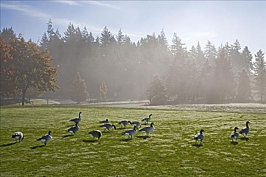 成群,黑额黑雁,公园,不列颠哥伦比亚省,加拿大