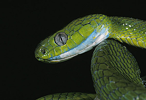 绿色,蛇,头部,成年