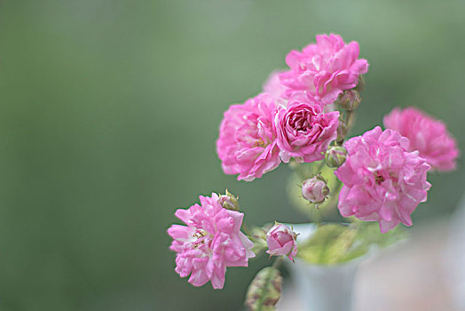 粉色,野外,玫瑰,花瓶