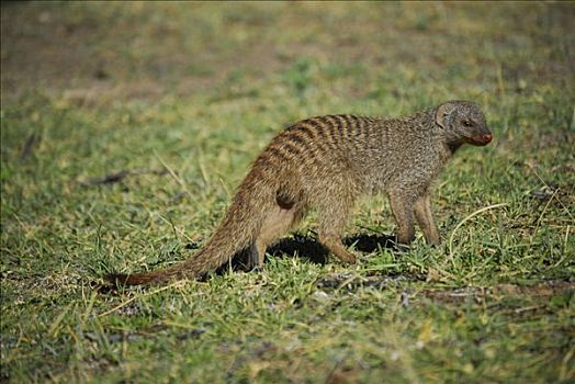 猫鼬,獴科,埃托沙国家公园,纳米比亚,非洲