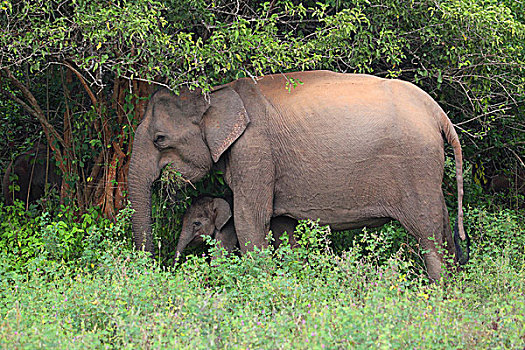 亚洲象,幼兽,国家公园,斯里兰卡