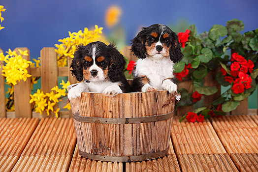 查尔斯王犬,两个,小狗,三种颜色,9星期大,木质,花,背景