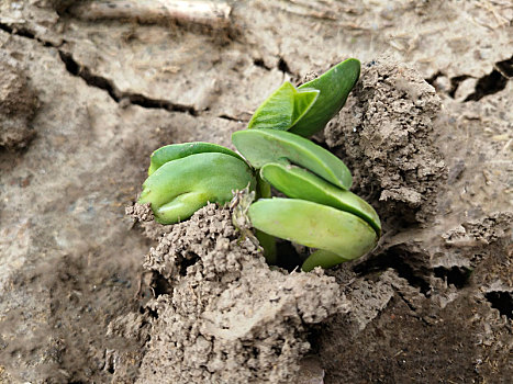 豆苗图片