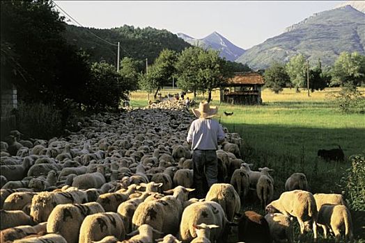 迁徙,法国,牧民,绵羊