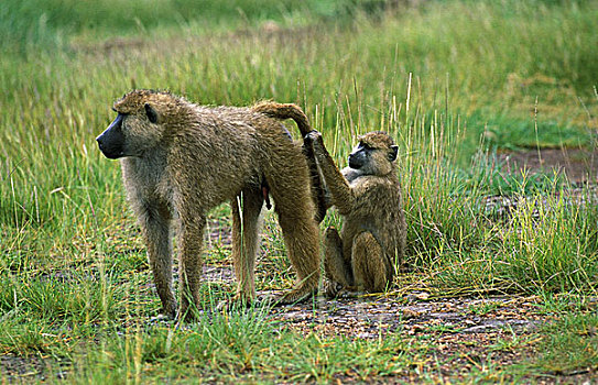 南非大狒狒,豚尾狒狒,一对,克留格尔公园,南非