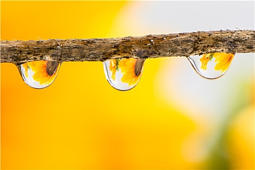 花,雨滴