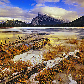 浮木,湖岸,伦多山,维米里翁湖,班芙国家公园,艾伯塔省,加拿大