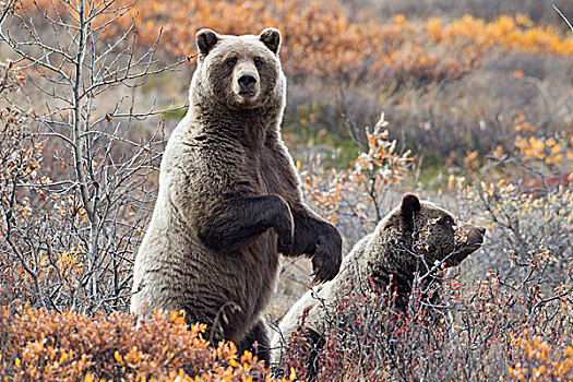 大灰熊,棕熊,母亲,一岁,德纳里峰国家公园,阿拉斯加