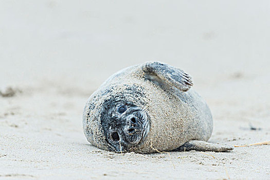 头像,灰海豹,躺着,沙滩,欧洲