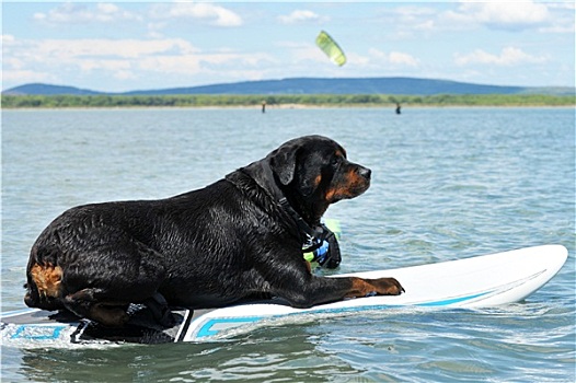 罗特韦尔犬,帆板运动