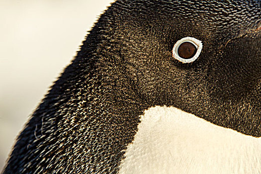 南极,特写,阿德利企鹅,眼球,黑白,头部