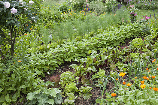 农场,花园,甜菜根,灌木,豆