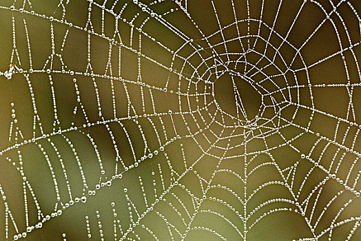 佛罗里达,露珠,蜘蛛网,大幅,尺寸