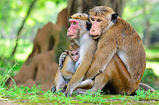 无边帽,短尾猿,弥猴属,猴子,家族,搂抱,波隆纳鲁沃古城,北方,中央省,斯里兰卡,亚洲
