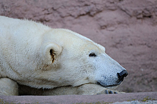 特写,北极熊,躺下,动物园,德国