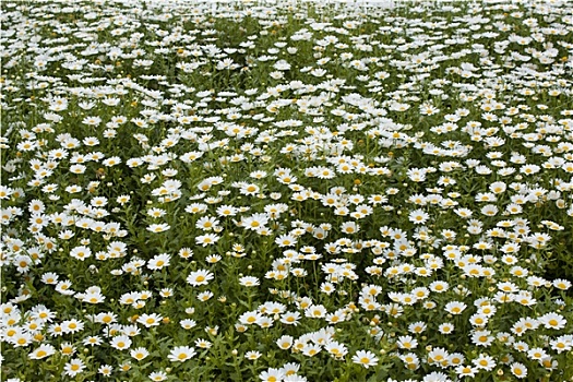 野甘菊