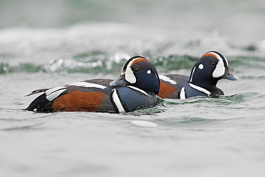 鸭子,两个男人,游泳,河,区域,冰岛,欧洲