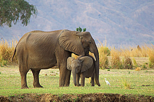 大象,非洲象,幼兽,父母,津巴布韦,非洲