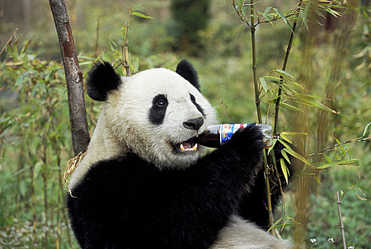 中国,四川,卧龙大熊猫保护区,大熊猫,喝