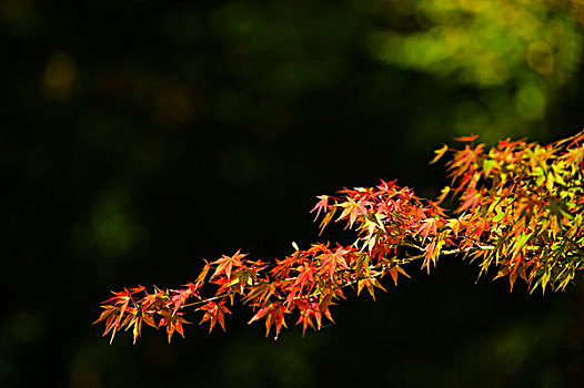 红色,枫树,叶子,秋天
