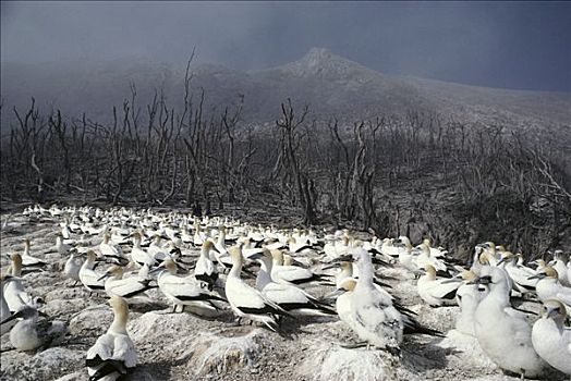 北方,塘鹅,憨鲣鸟,生物群,冒烟,火山,白色,岛屿,新西兰
