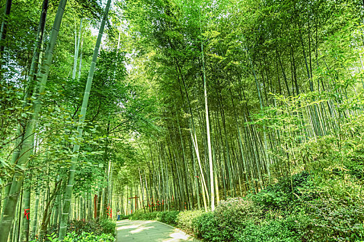 溧阳南山竹海