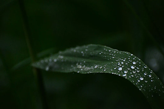 芦苇细雨润无声