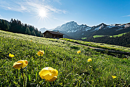 早,阳光,花,草地,高山,靠近,伯尔尼阿尔卑斯山,沃州,瑞士