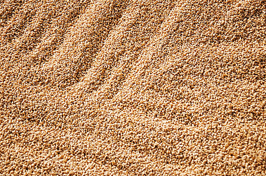 堆积在一起的小麦颗粒特写