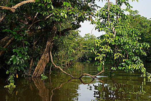 红树,京那巴丹岸河,马来西亚