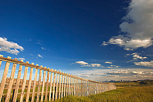 木篱,绿色,草场,艾伯塔省,加拿大