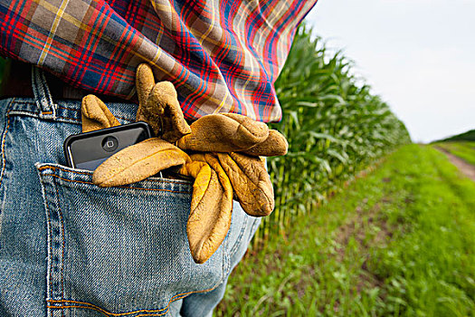 农业,特写,背影,牛仔裤,年轻,农民,生长,谷物,玉米田,一对,工作手套,苹果,苹果手机,科技,农场