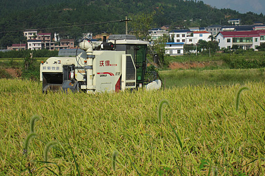 水稻收割机