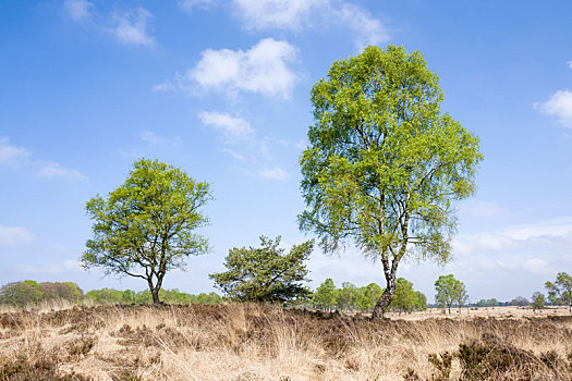 桦树,国家公园,费吕沃,荷兰