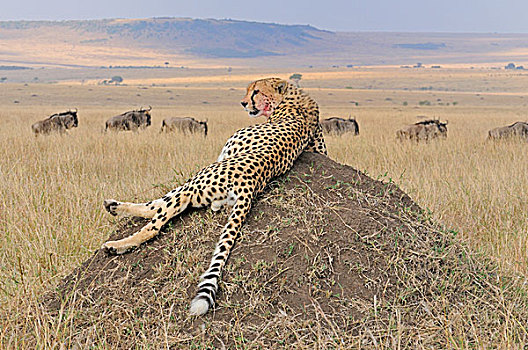 印度豹,猎豹,草地,马赛马拉国家保护区,肯尼亚,非洲