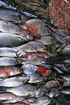 摩洛哥,苏维拉,渔港,鲜鱼