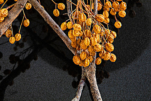 乾燥花材,楝樹的樹仔製成乾燥花,適合秋季主題的展示